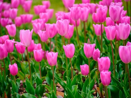 Picture of PINK TULIPS