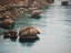 Picture of SEASCAPE AND ROCKS