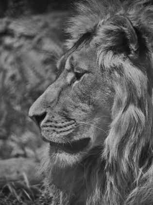 Picture of PORTRAIT OF A BEAUTIFUL LION