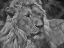Picture of PORTRAIT OF A BEAUTIFUL LION