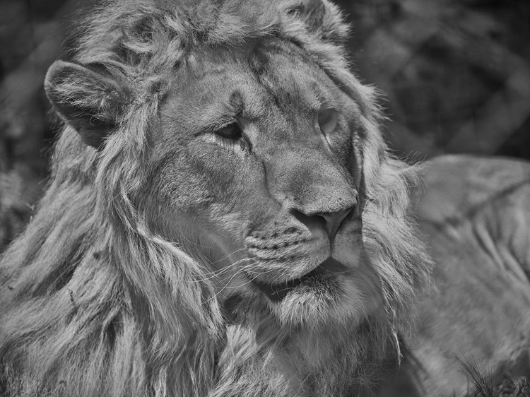 Picture of PORTRAIT OF A BEAUTIFUL LION