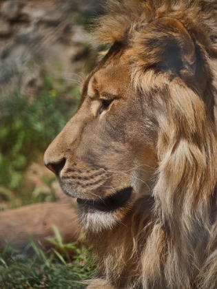 Picture of PORTRAIT OF A BEAUTIFUL LION