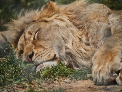 Picture of A SLEEPING AFRICAN MALE LION