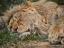 Picture of A SLEEPING AFRICAN MALE LION