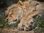 Picture of A SLEEPING AFRICAN MALE LION