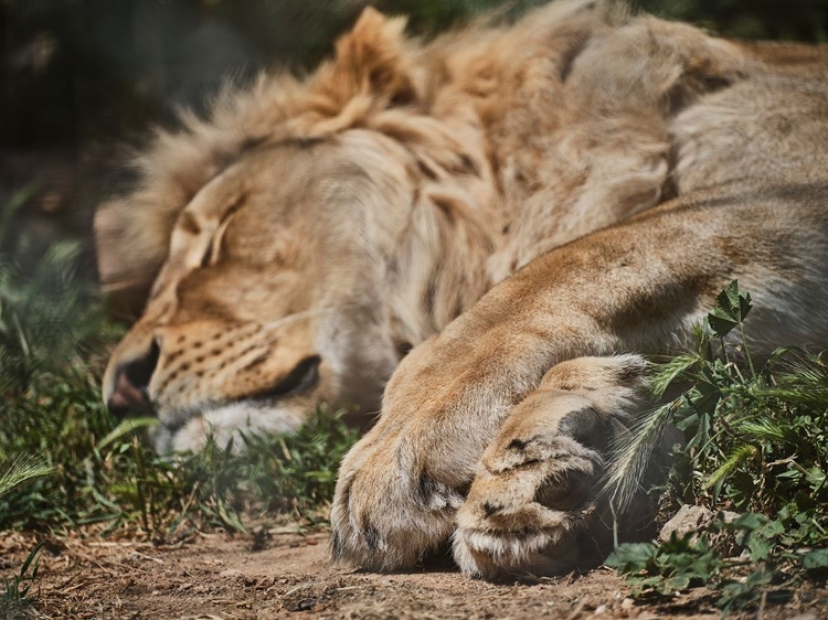 Picture of A SLEEPING AFRICAN MALE LION