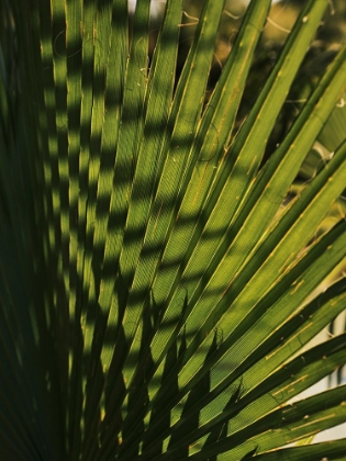 Picture of PALM LEAF