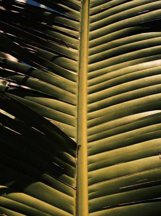 Picture of PALM LEAF