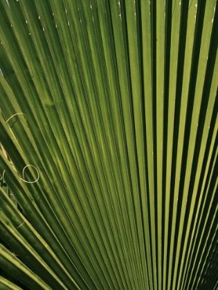 Picture of PALM LEAF