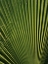 Picture of PALM LEAF
