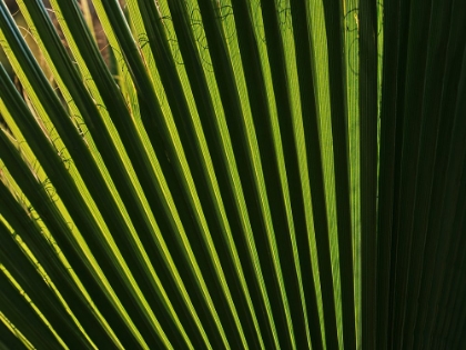 Picture of PALM LEAF