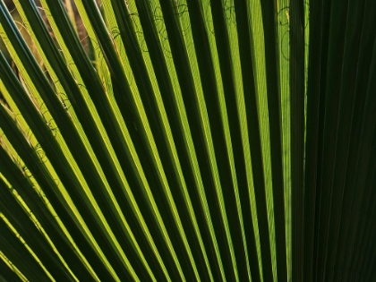 Picture of PALM LEAF