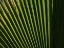 Picture of PALM LEAF