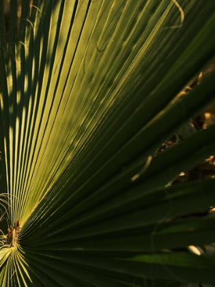 Picture of PALM LEAF
