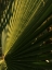 Picture of PALM LEAF