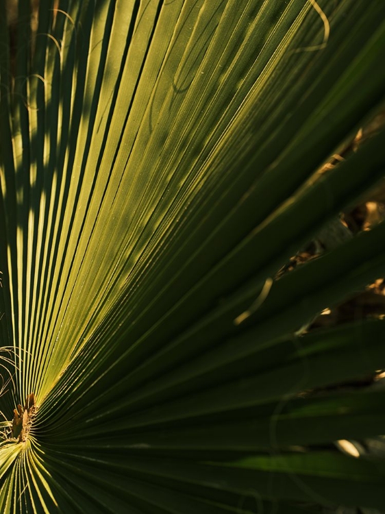 Picture of PALM LEAF