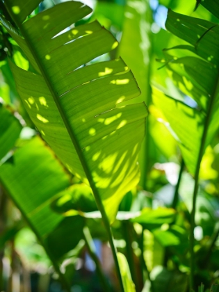 Picture of PALM LEAF