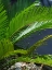 Picture of PALM LEAF