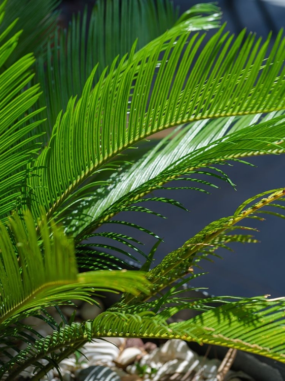 Picture of PALM LEAF