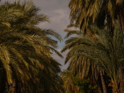 Picture of PALM TREES