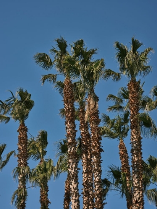 Picture of PALM TREES