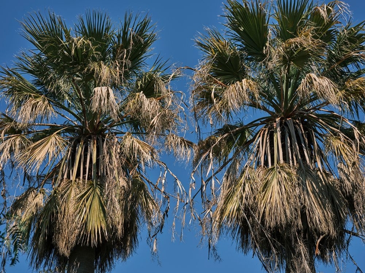 Picture of PALM TREES