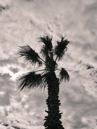 Picture of PALM TREE AND CLOUDY SKY