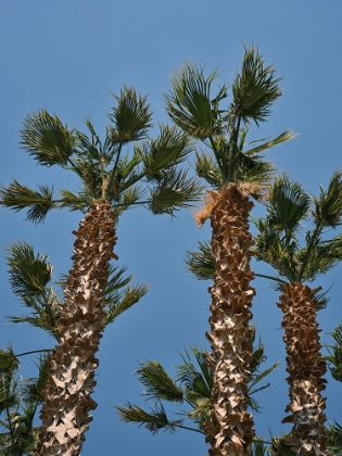 Picture of PALM TREES