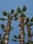 Picture of PALM TREES