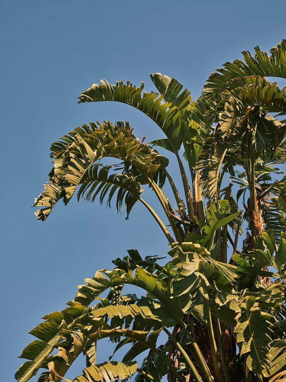 Picture of PALM TREES