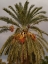 Picture of PALM TREES