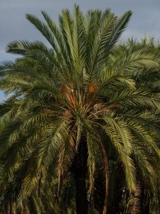 Picture of PALM TREES