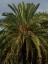 Picture of PALM TREES