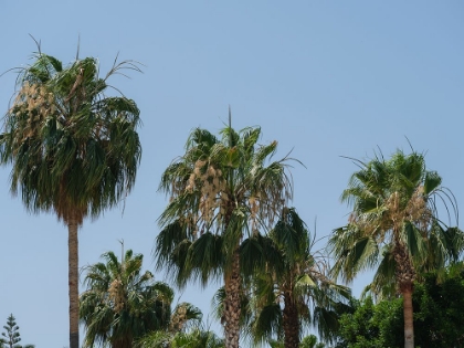 Picture of PALM TREES