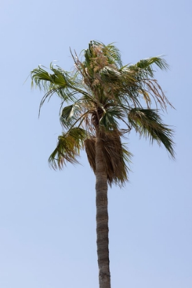 Picture of PALM TREES