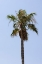 Picture of PALM TREES