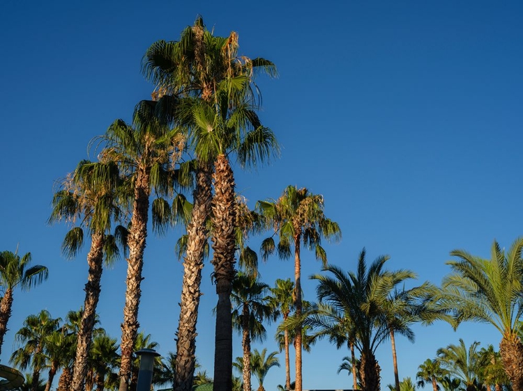 Picture of PALM TREES