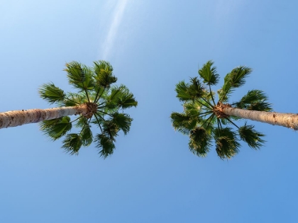 Picture of PALM TREES