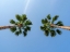 Picture of PALM TREES