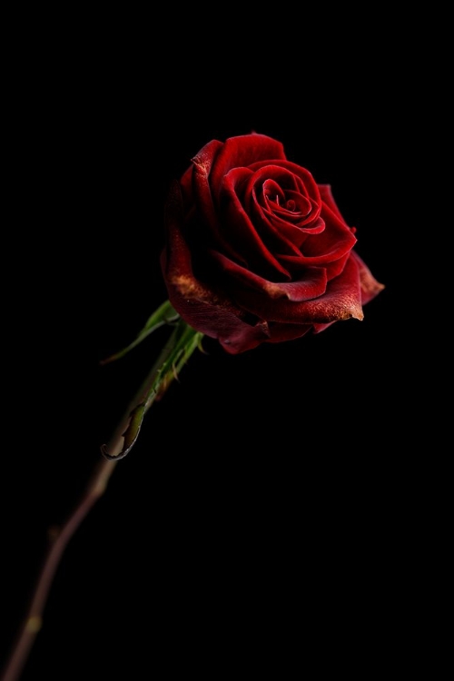 Picture of RED ROSE