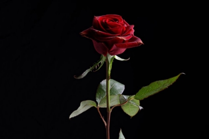 Picture of RED ROSE