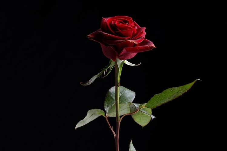 Picture of RED ROSE