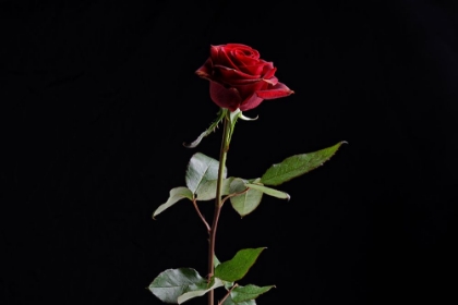 Picture of RED ROSE