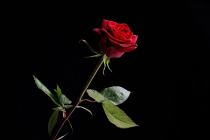 Picture of RED ROSE