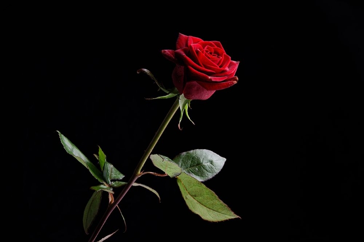 Picture of RED ROSE