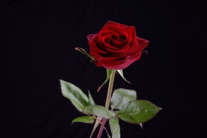 Picture of RED ROSE