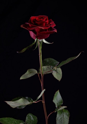 Picture of RED ROSE