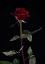 Picture of RED ROSE