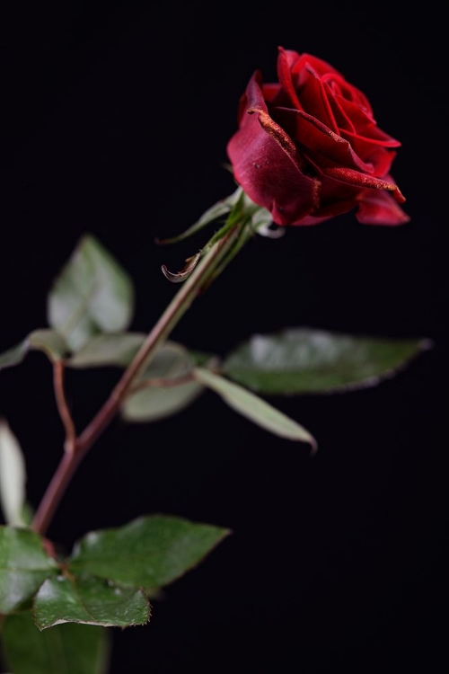 Picture of RED ROSE