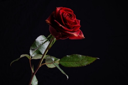 Picture of RED ROSE